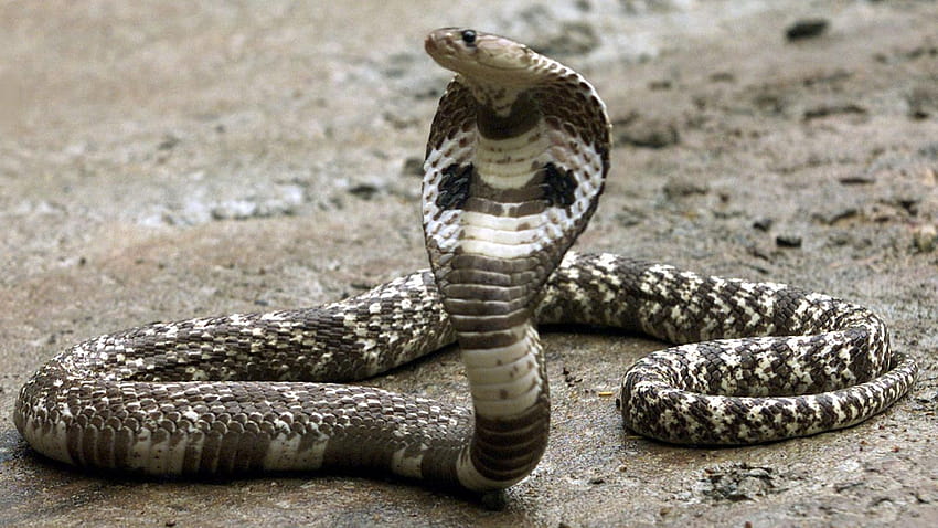 The World Health Organization is deeply worried about snake bites, cobra vipers HD wallpaper