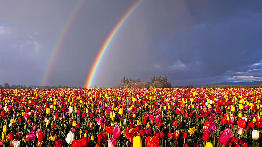 Oregon Double Rainbow Over Flowers Field Rainbow HD wallpaper