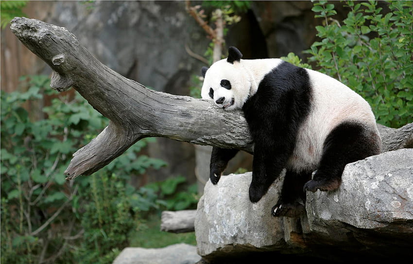 Panda Backgrounds, panda preguiçoso papel de parede HD