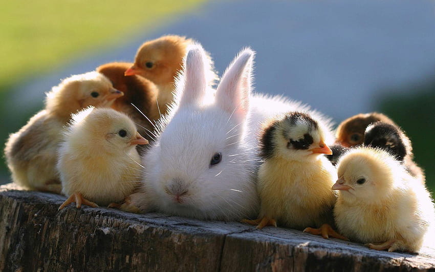 Cute Bunny With Little Chicks, cute bunny background HD wallpaper