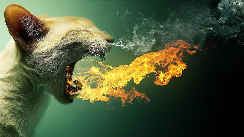 cat, Fire, Smoke, Animals, Manipulation, fire animals HD wallpaper