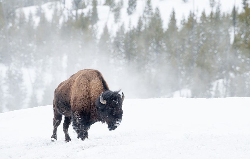 Winter, snow, Buffalo , section животные, winter buffalo HD wallpaper ...