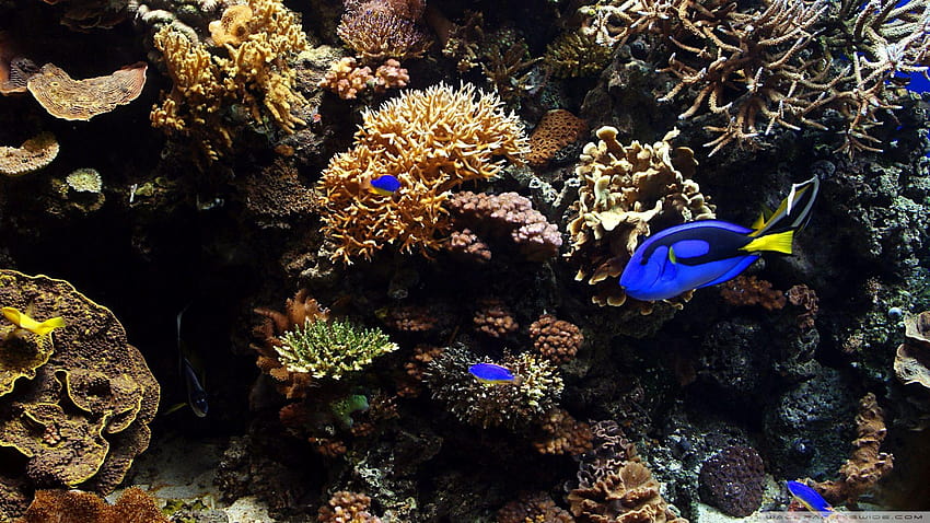 Aquarienfische ❤ für Ultra TV • Breit HD-Hintergrundbild