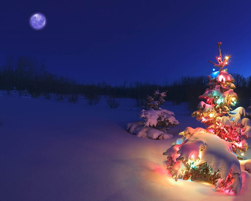 Winter Wonderland: 눈 덮인 겨울 장면 및 크리스마스 트리, 겨울 원더랜드 장면 HD 월페이퍼