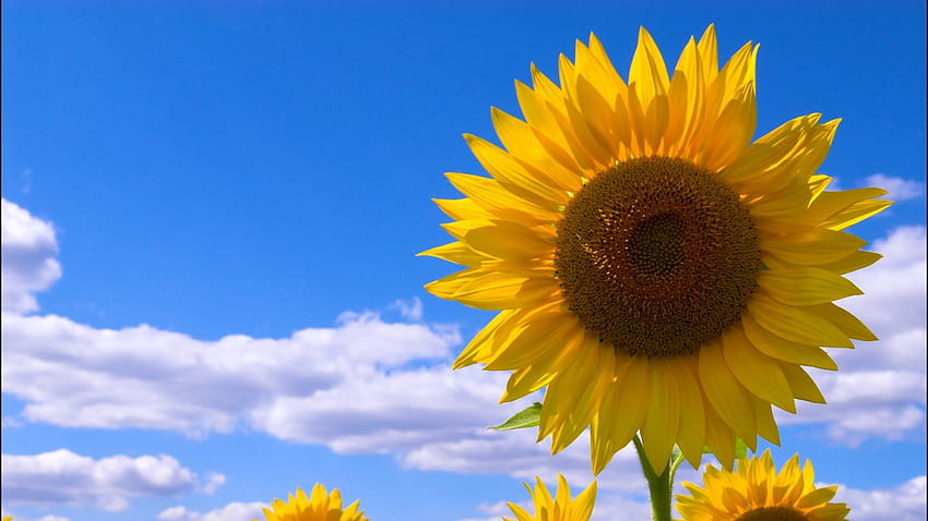 1366x768 sunflowers, field, sky, clouds, summer tablet, laptop backgrounds, mac summer sunflower HD wallpaper