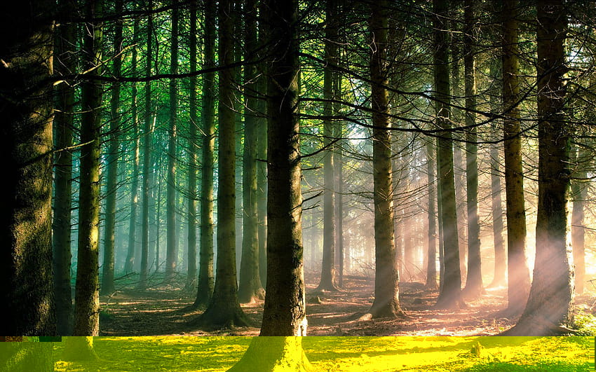Bosque de pinos, bosque natural fondo de pantalla