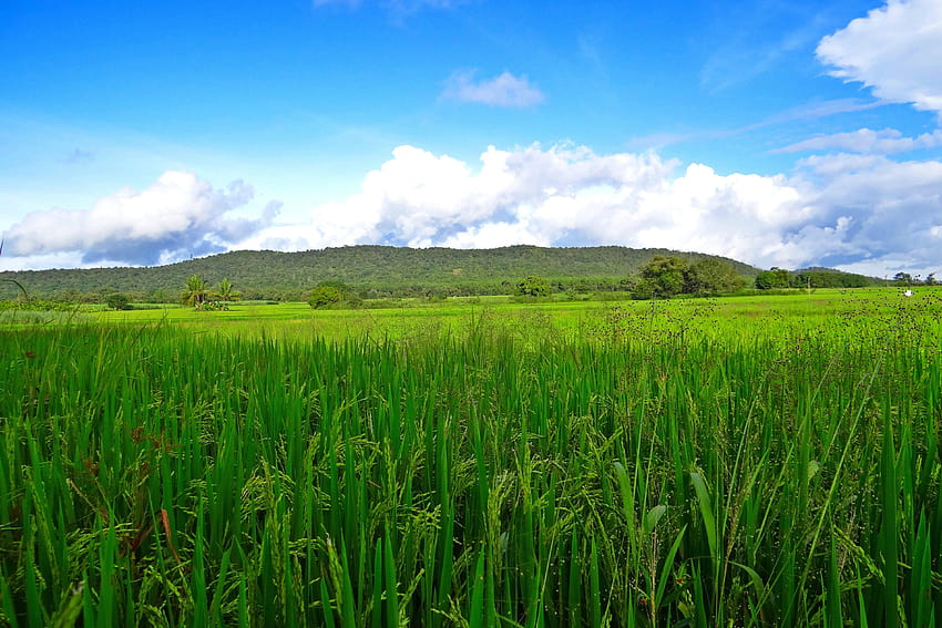 Fields, Paddy, Crops, Greenery, Rice, field, agriculture HD wallpaper