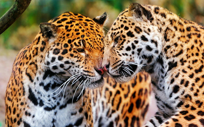 27 Snuggling Jaguars big cat Wild Animal 1920 X 1200 HD wallpaper