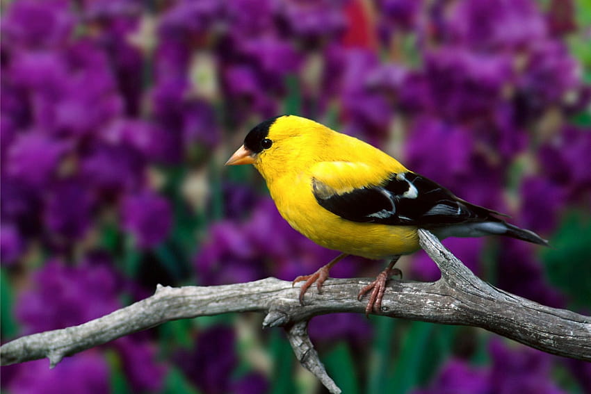 Small Yellow Bird HD wallpaper