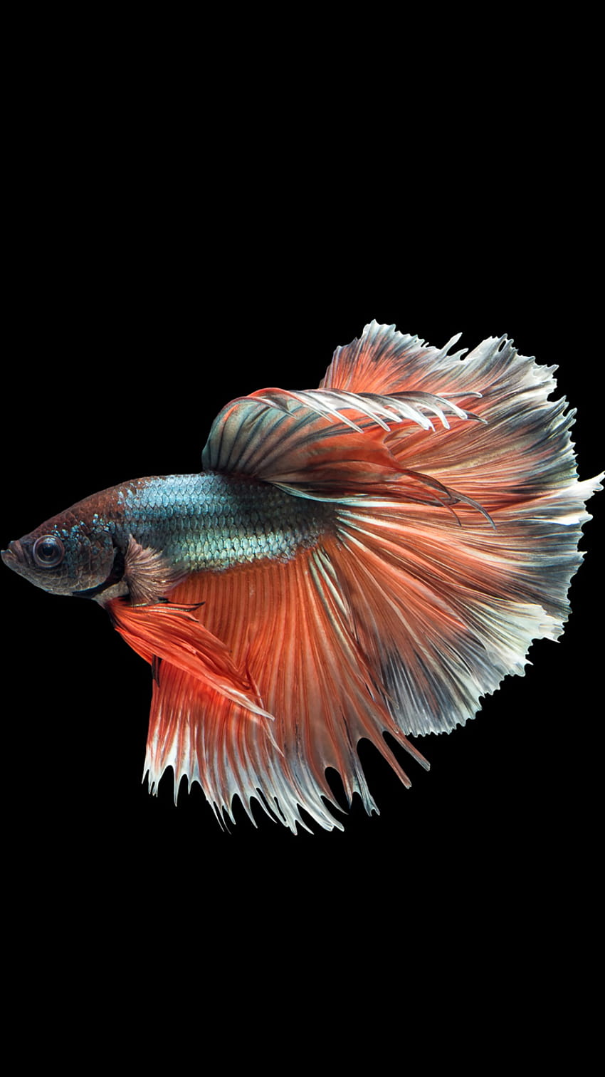 Apple iPhone 6s with Multicolor Male Betta Fish in Dark [750x1334] for your  , Mobile & Tablet, original iphone fish HD phone wallpaper | Pxfuel