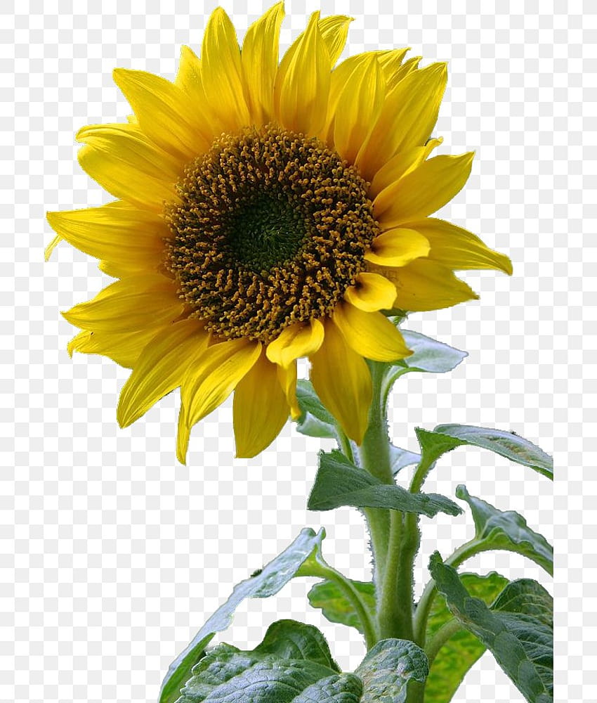 Common Sunflower , PNG, 700x965px, Common Sunflower, Annual Plant, Asterales, Child, Daisy Family HD phone wallpaper