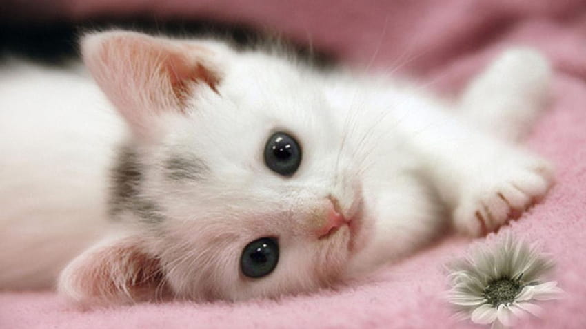 30 chat mignon et charmant pour les petits chats Fond d'écran HD