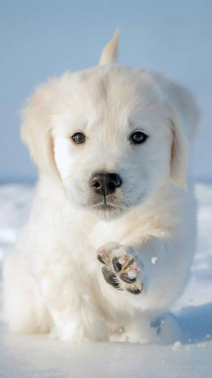 VÍDEOS DE CACHORROS FOFOS EM 4K: por que tão lindos?! 😍 