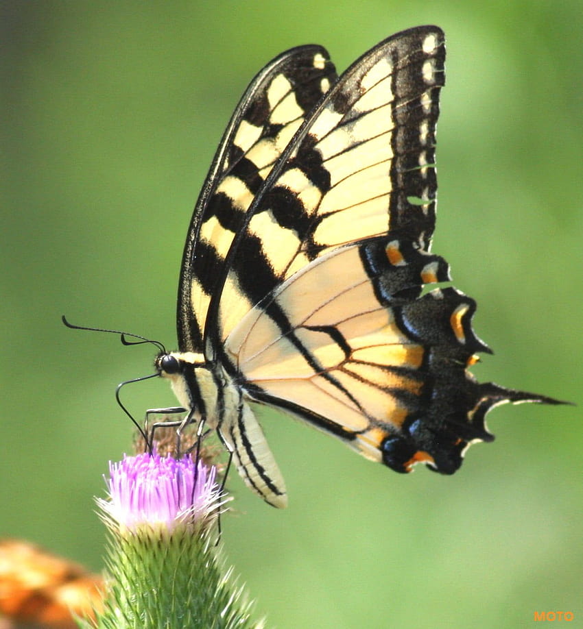 푸른 꽃에 앉은 흰색과 검은색 나비, 일반적인 호랑이 나비 HD 전화 배경 화면