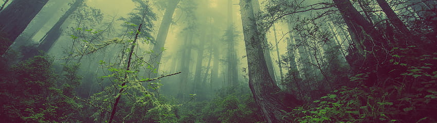 3840x1080] upiorny las : wielościenny Tapeta HD