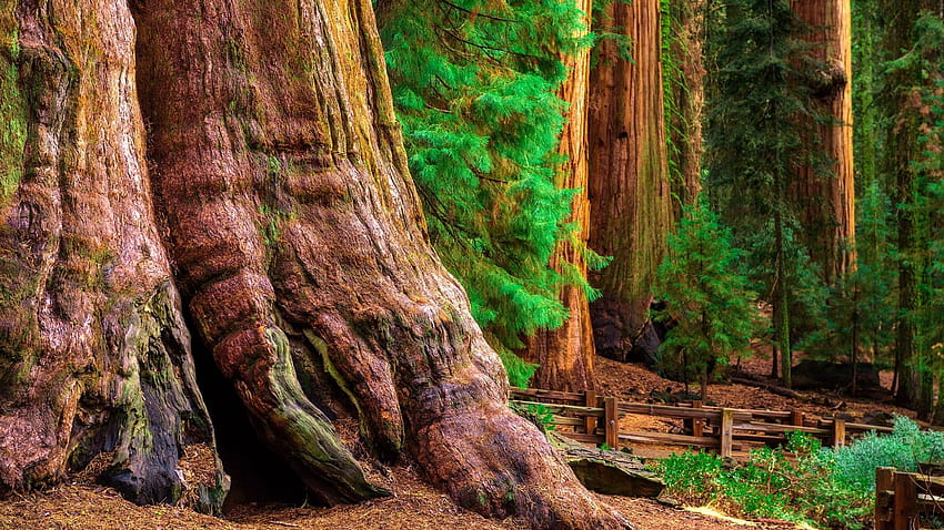 캘리포니아 세쿼이아 국립공원에 있는 고대 셔먼 장군 나무. [ 1920x…, 캘리포니아 세쿼이아 국립공원 HD 월페이퍼