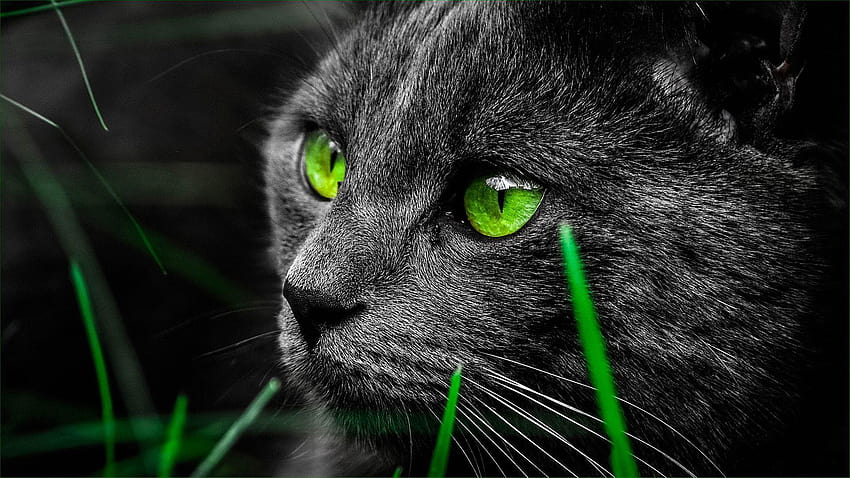 Gato negro de ojos verdes fondo de pantalla