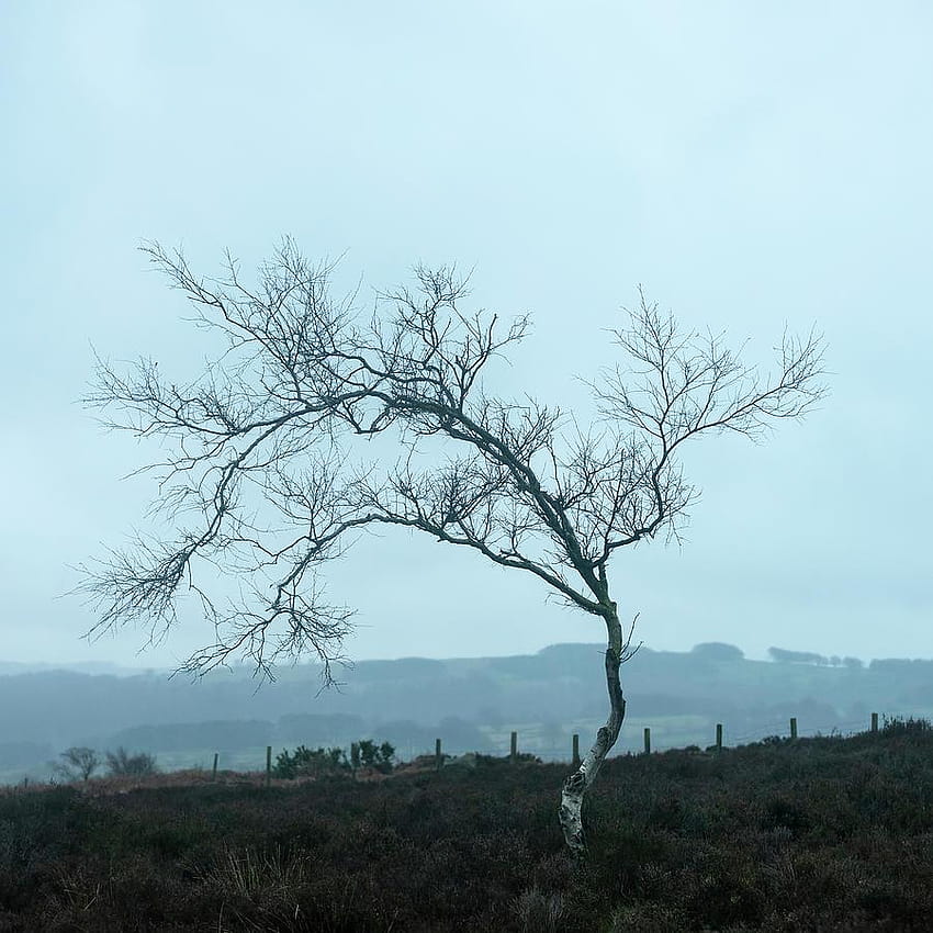 Stimmungsvolle Winterlandschaft mit Skelettbäumen im Peak District HD-Handy-Hintergrundbild
