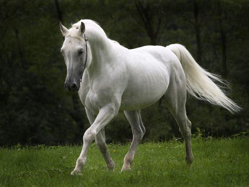 Zoológico animal cavalo, animal égua papel de parede HD