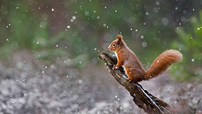 Eurasian red squirrel in Cairngorms National Park, Scotland HD wallpaper
