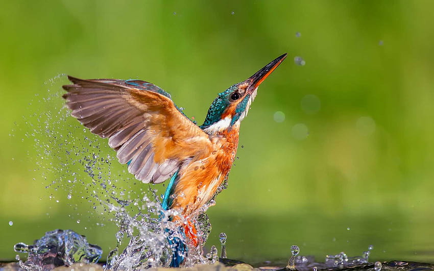 5 bird trying to fly from water new, flying bird HD wallpaper