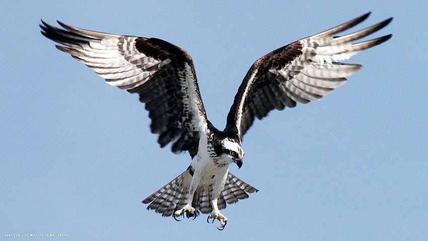 águila pescadora halcón marino pájaro volando grandes alas garras panorámica, alas de pájaro fondo de pantalla