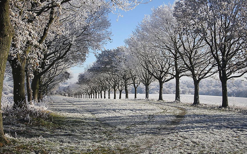 Winter Nature Snow Trees Seasons ต้นไม้ฤดูหนาว วอลล์เปเปอร์ HD