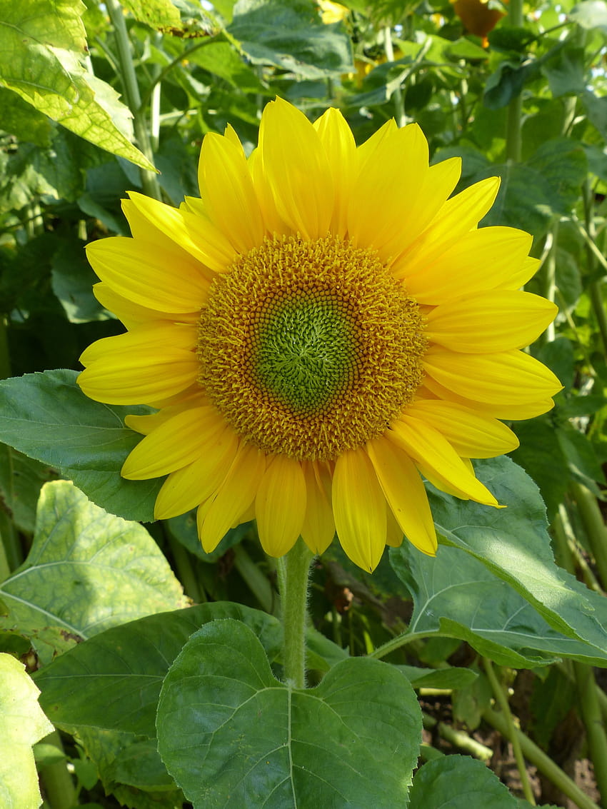Helianthus annuus 'Summer Breeze' Single stem Sunflower with bright HD phone wallpaper