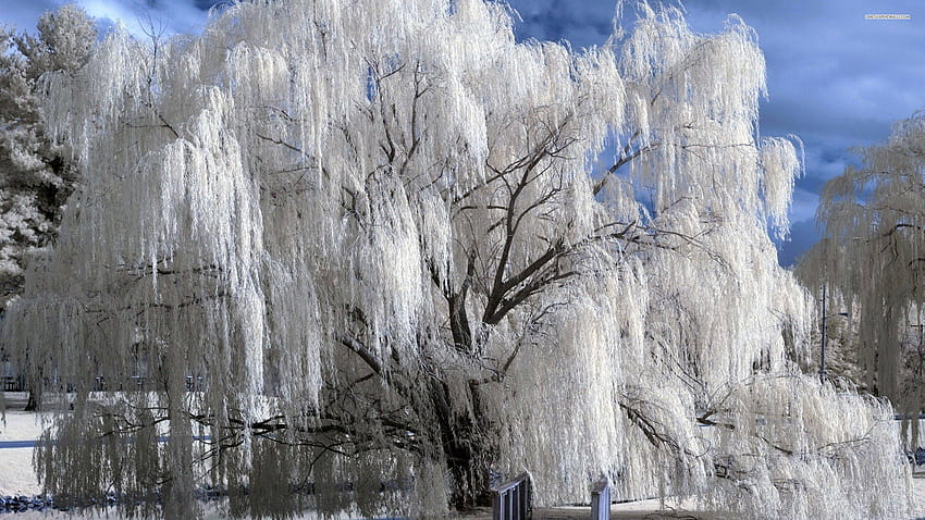 Weeping Willow, winter trees HD wallpaper