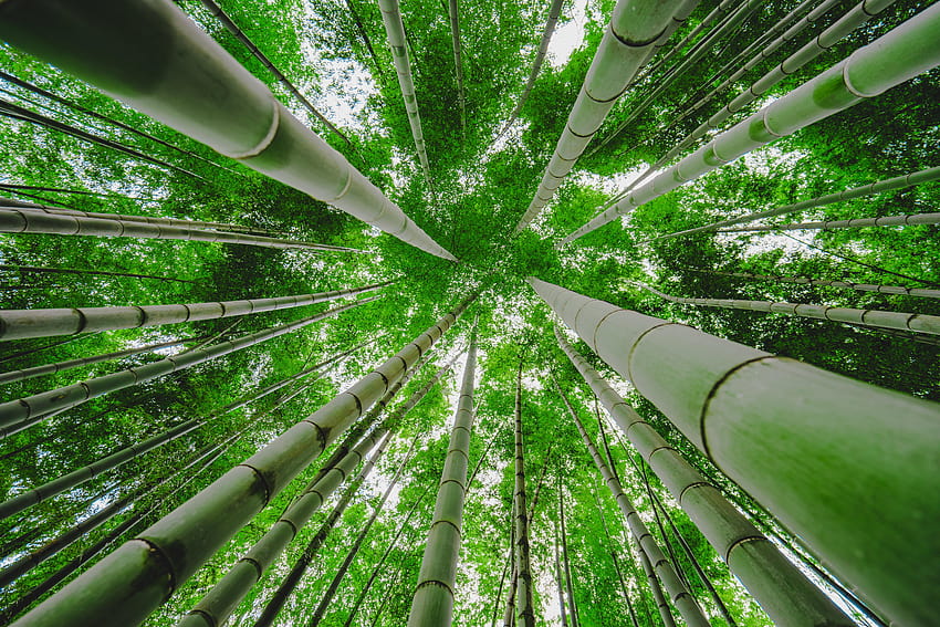 Green bamboo trees in worms view graphy, green bamboo forest HD wallpaper