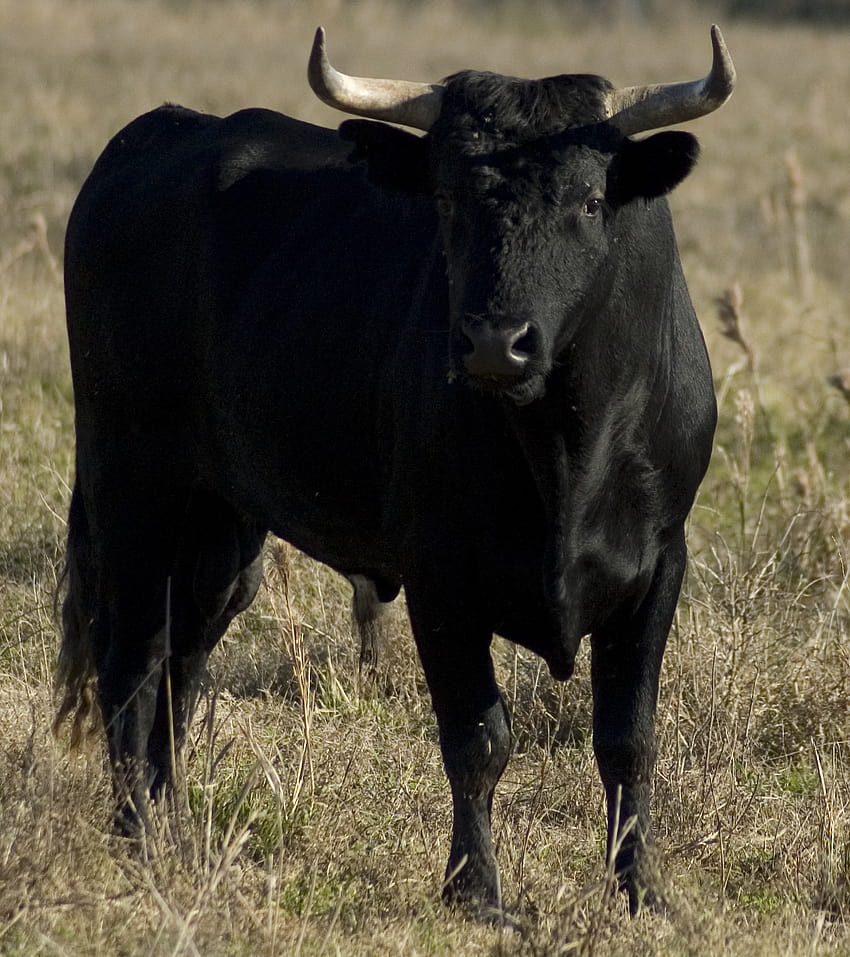 Animals Dangerous Black Bull, black bulls HD phone wallpaper
