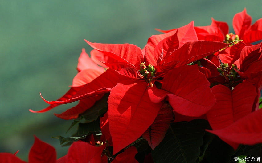 Navidad Poinsettia, poinsettia rojo fondo de pantalla