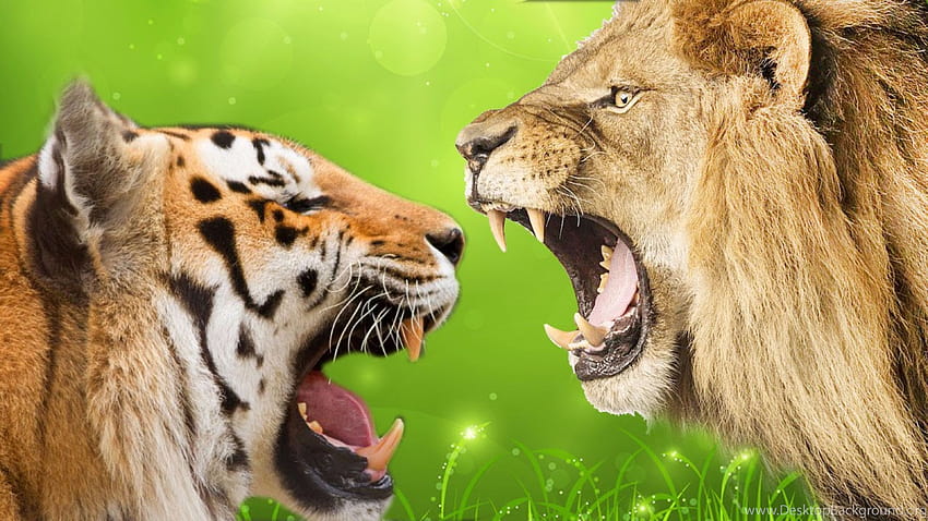 Sfondi tigre contro leone, leone contro tigre Sfondo HD