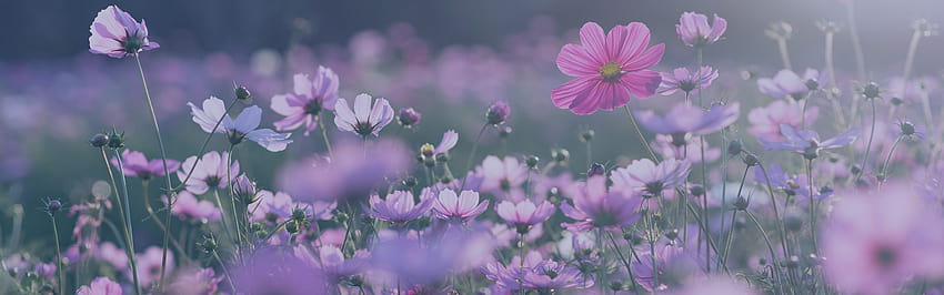 Our Family History, 1920x600 aesthetic flowers HD wallpaper