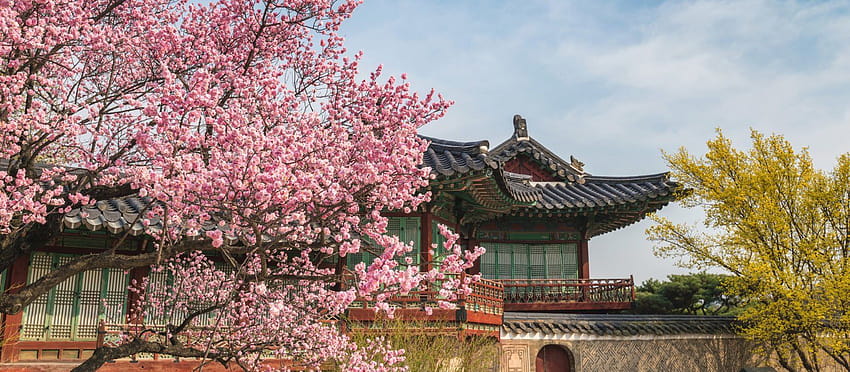Kiedy jest najlepszy czas na wizytę w Korei Południowej?, wiosenna Korea Południowa Tapeta HD