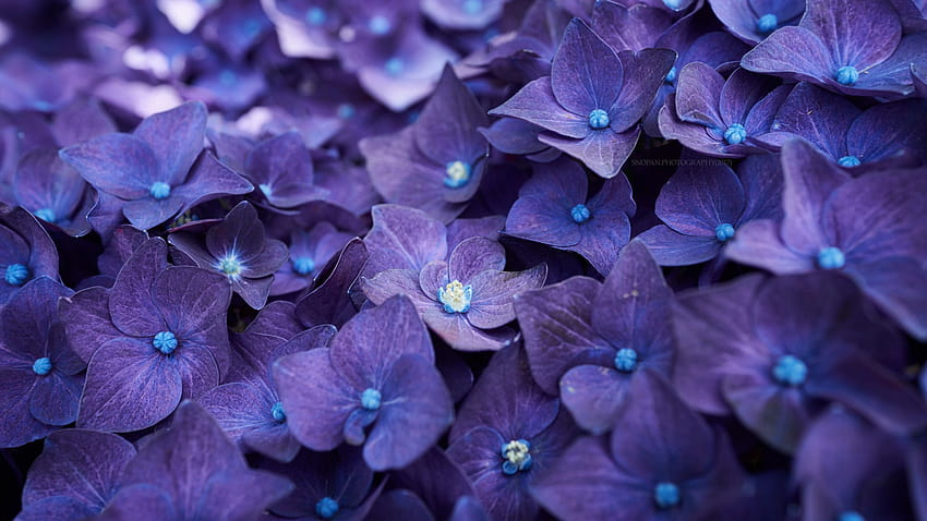 2560x1440 Hydrangea Violet Flowers 1440P Resolution, hydrangea computer HD wallpaper
