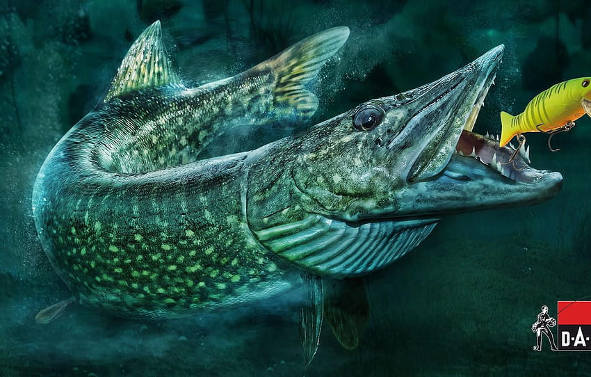 memancing, ikan, umpan, pike , bagian, coelacanth Wallpaper HD