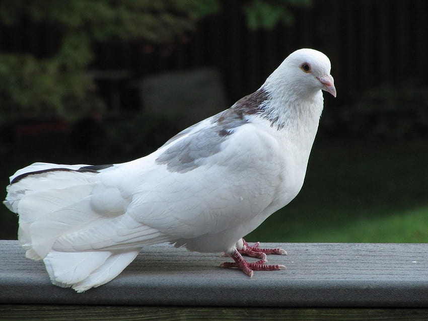 Beautiful White Pigeons Standing, dove with heart HD wallpaper