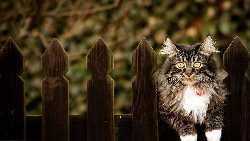Gato sentado en la valla de madera, lindo gato de primavera fondo de pantalla