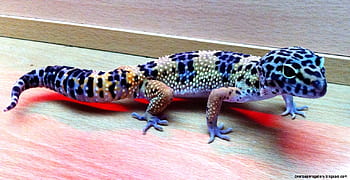 Download Baby Leopard Gecko On Aquarium Wallpaper  Wallpaperscom