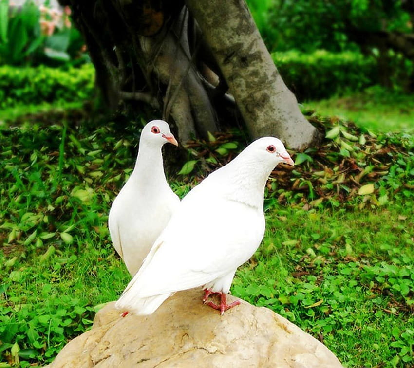 White Pigeon HD wallpaper