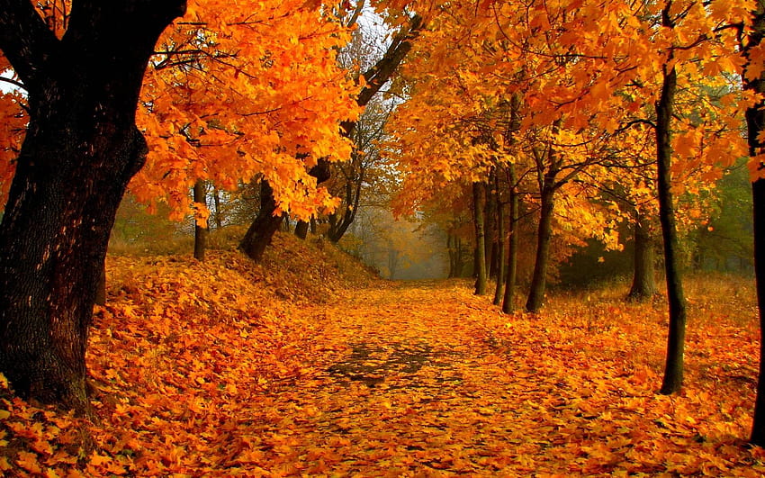 Fall Foliage ., 紅葉 高画質の壁紙
