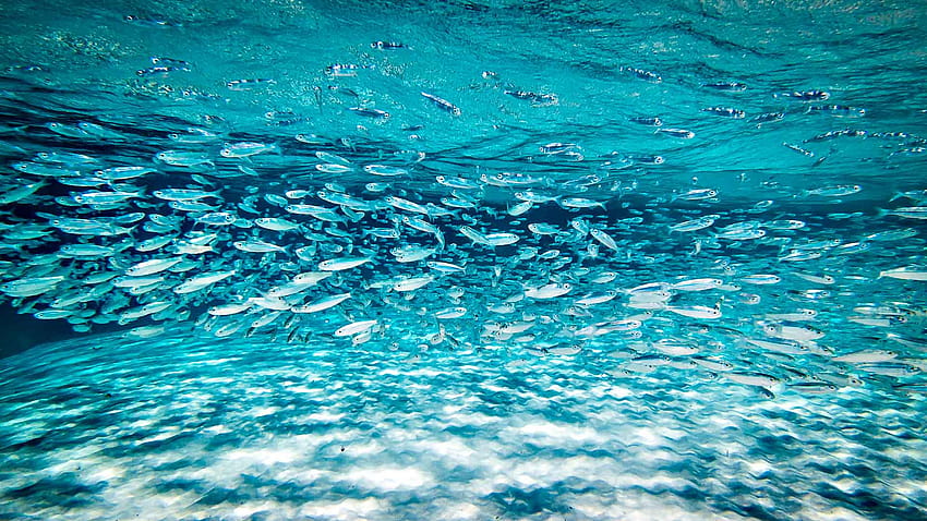 Salzwasser-Fliegenfischen Hintergründe, Salzwasser HD-Hintergrundbild