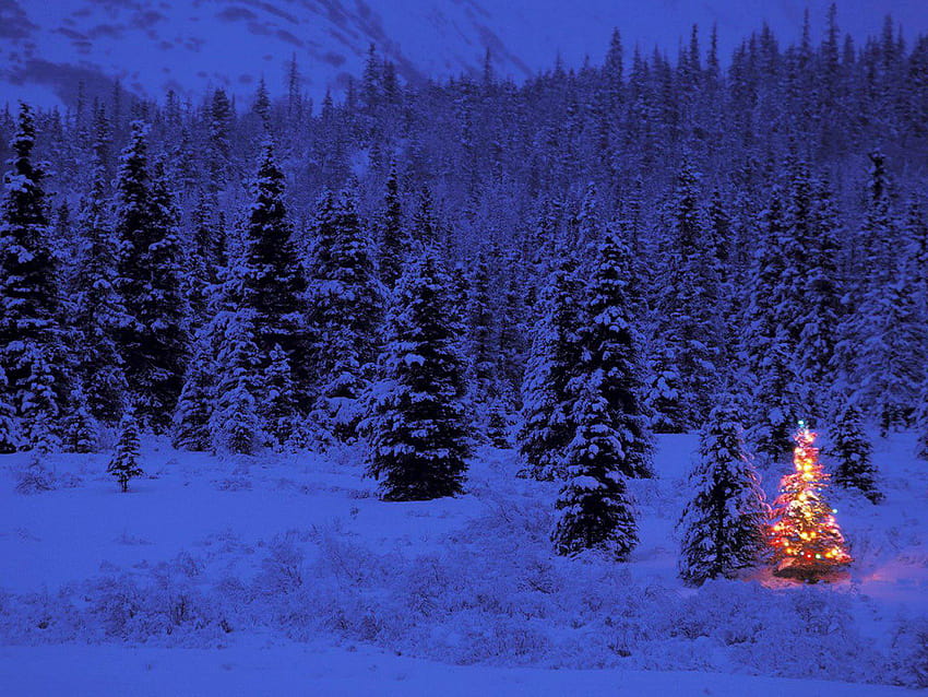 comChristmas blue forest christmas treejpg [1024x768] for your , Mobile & Tablet, lonely christmas tree HD wallpaper