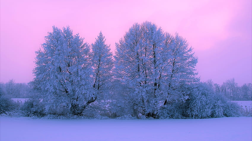 Pink Snow Covered Tree With Pink Sunset During Winter Pink, pink winter HD wallpaper