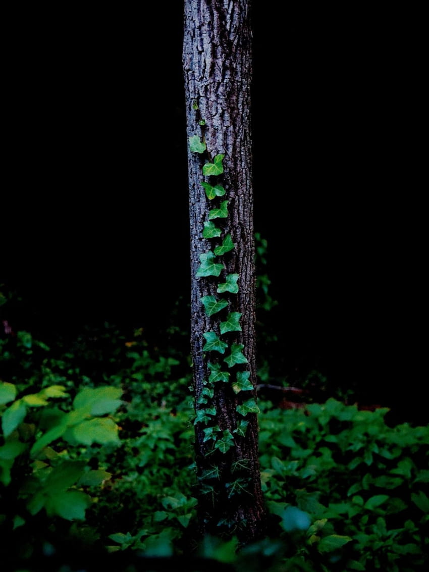 amoled ,green,tree,trunk,plant,leaf,forest,woody plant,terrestrial plant,plant stem,darkness HD phone wallpaper