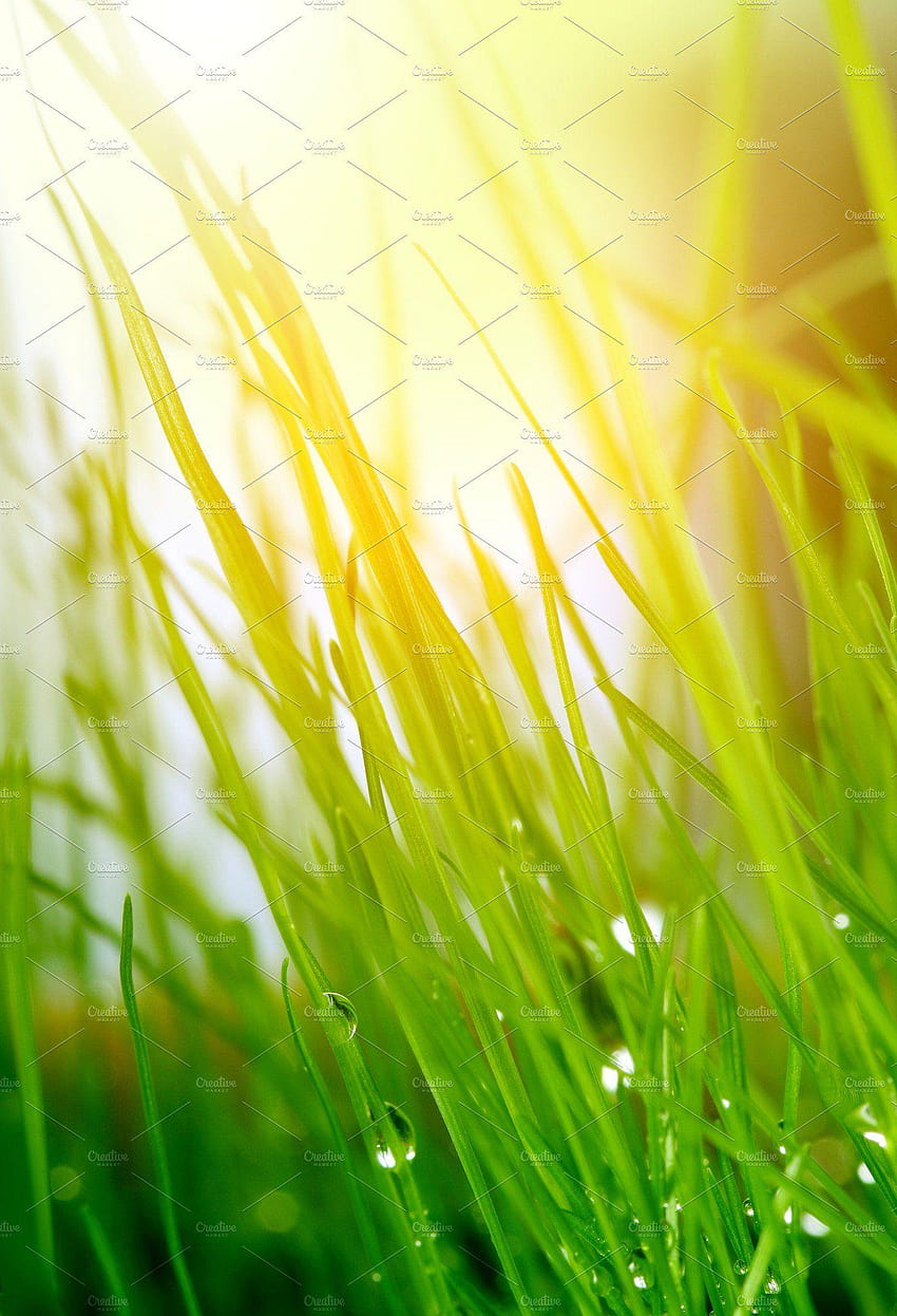 soft green grass backgrounds ~ Nature ~ Creative Market HD phone wallpaper