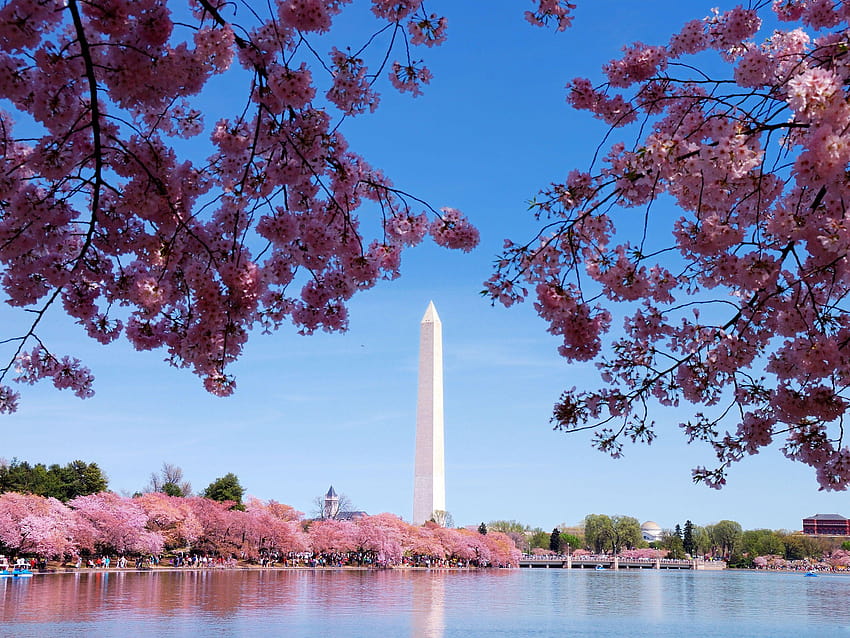 Washington D.C & Latar Belakang –, musim semi washington dc Wallpaper HD