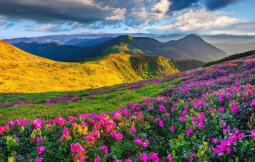 the sky, the sun, flowers, mountains, spring, landscape, flower meadow and mountains HD wallpaper