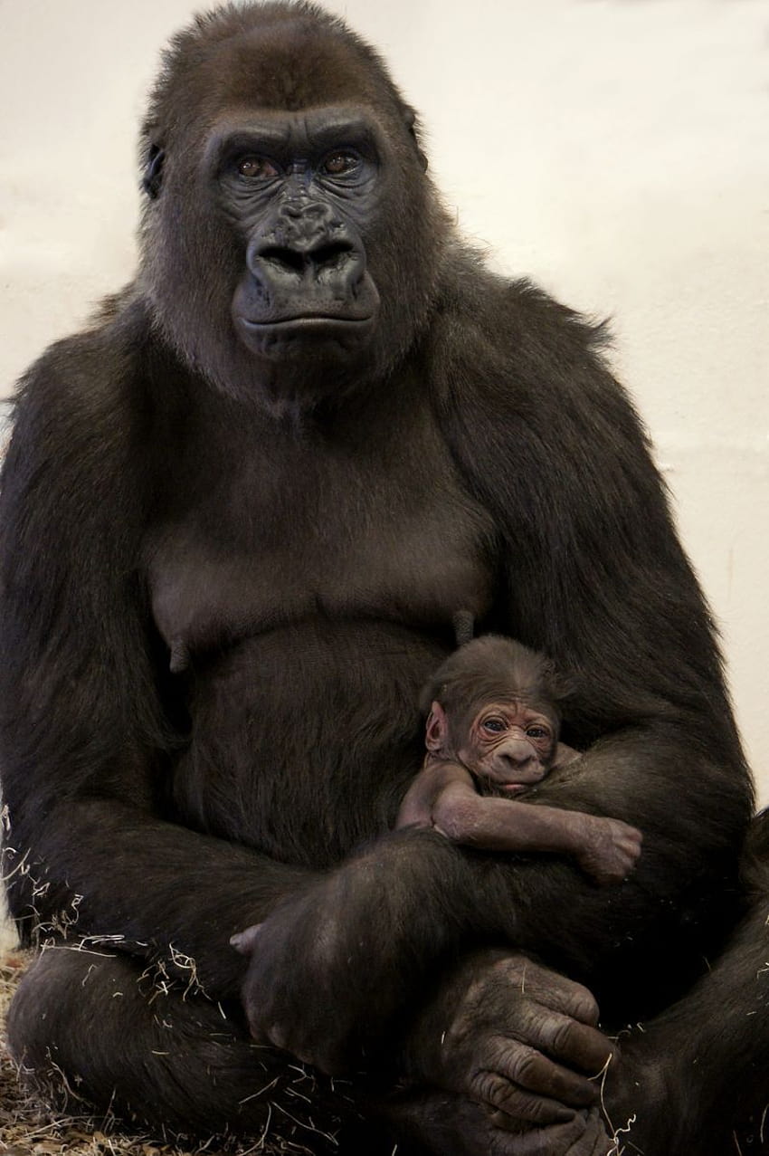 Gorilla Mom Snuggles in Tight with New Baby, gorilla troop HD phone wallpaper